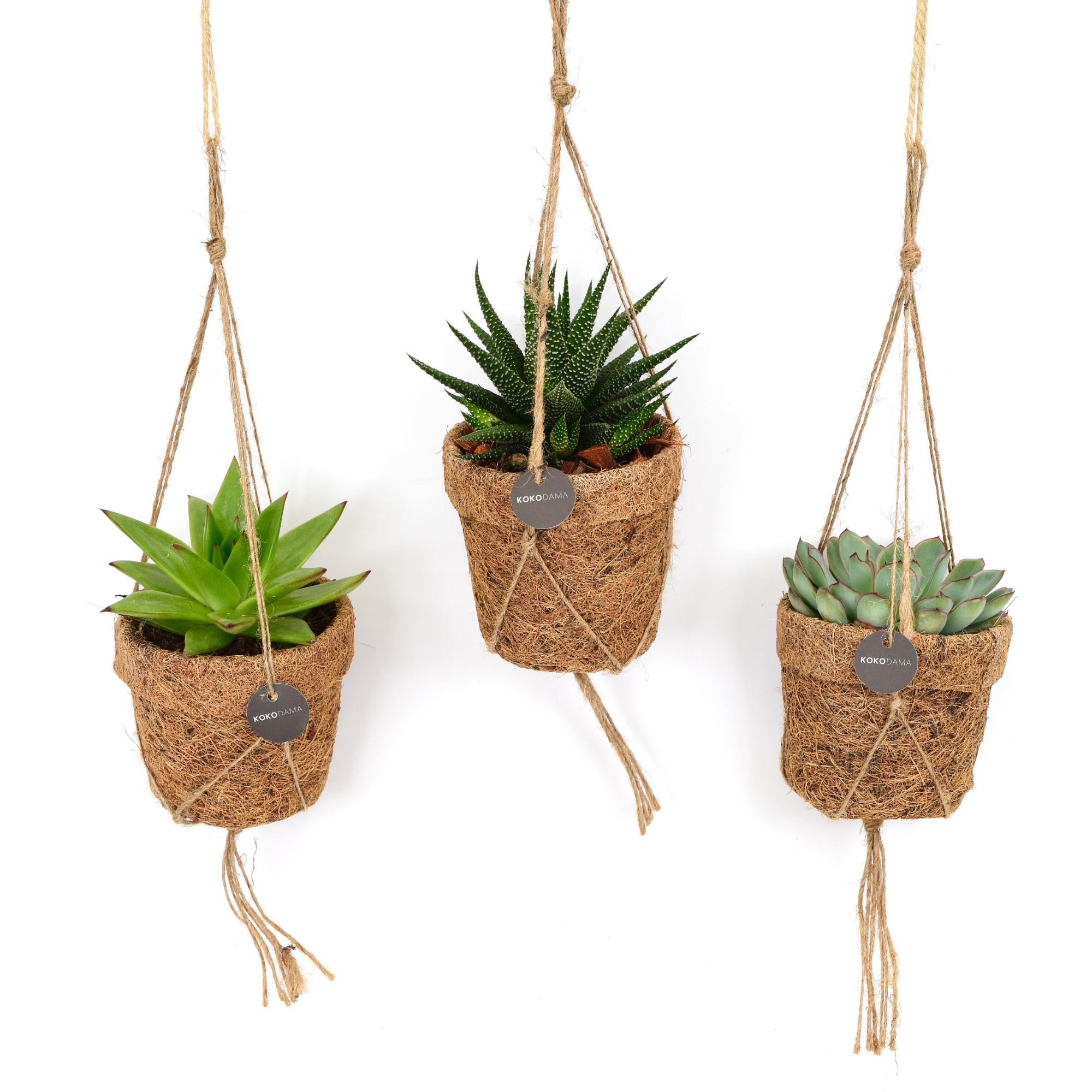 Coconut Pot String Succulent Mix – 3x Succulents in Coconut Pot Ø10 cm ↕15 cm