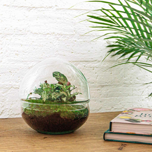 🌿🛠️ DIY Terrarium Dome – 20 cm – Includes rake, shovel &amp; tweezers