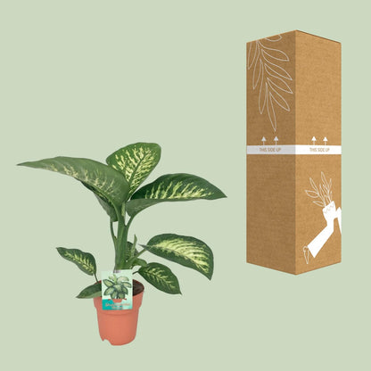 Dieffenbachia Seguine 'Tropic Snow' – Ø19cm ↕70cm | Average maintenance