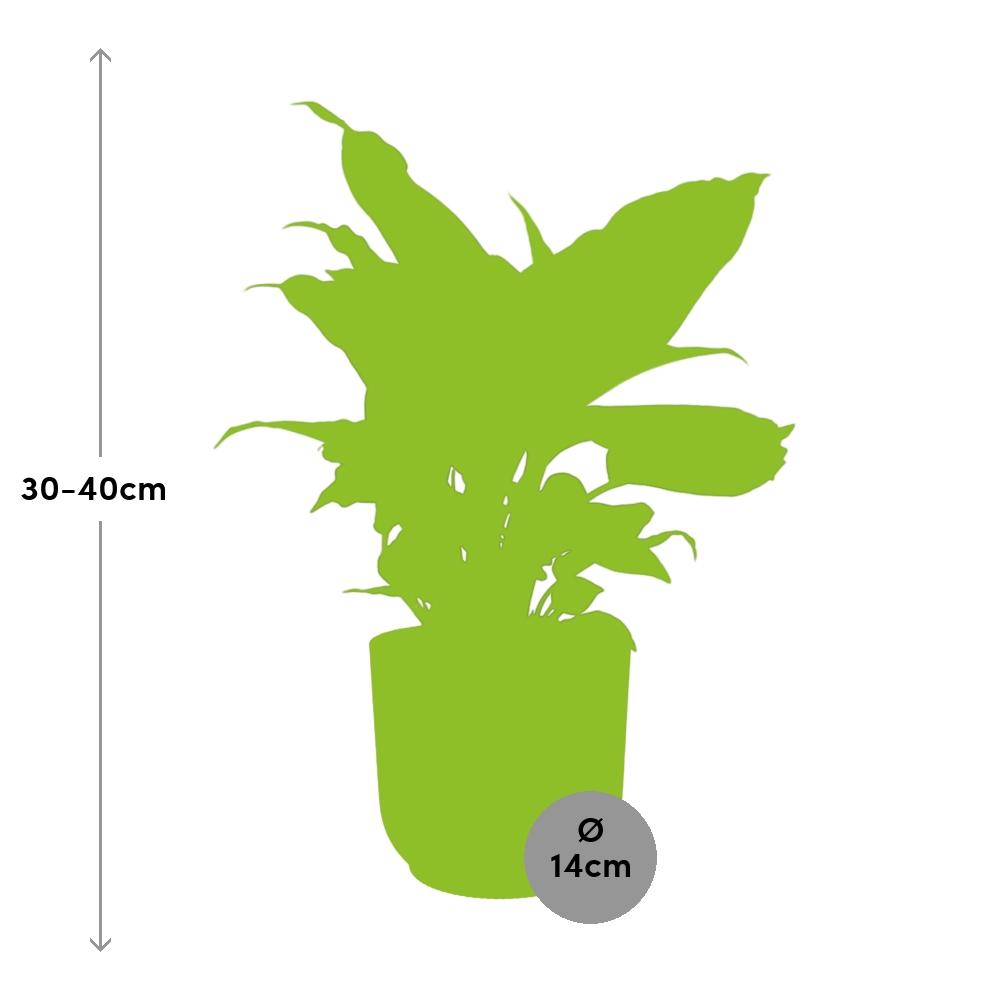 Dieffenbachia 'Camilla' in ELHO Vibes Fold 14cm yellow | Colorful beauty – Average maintenance