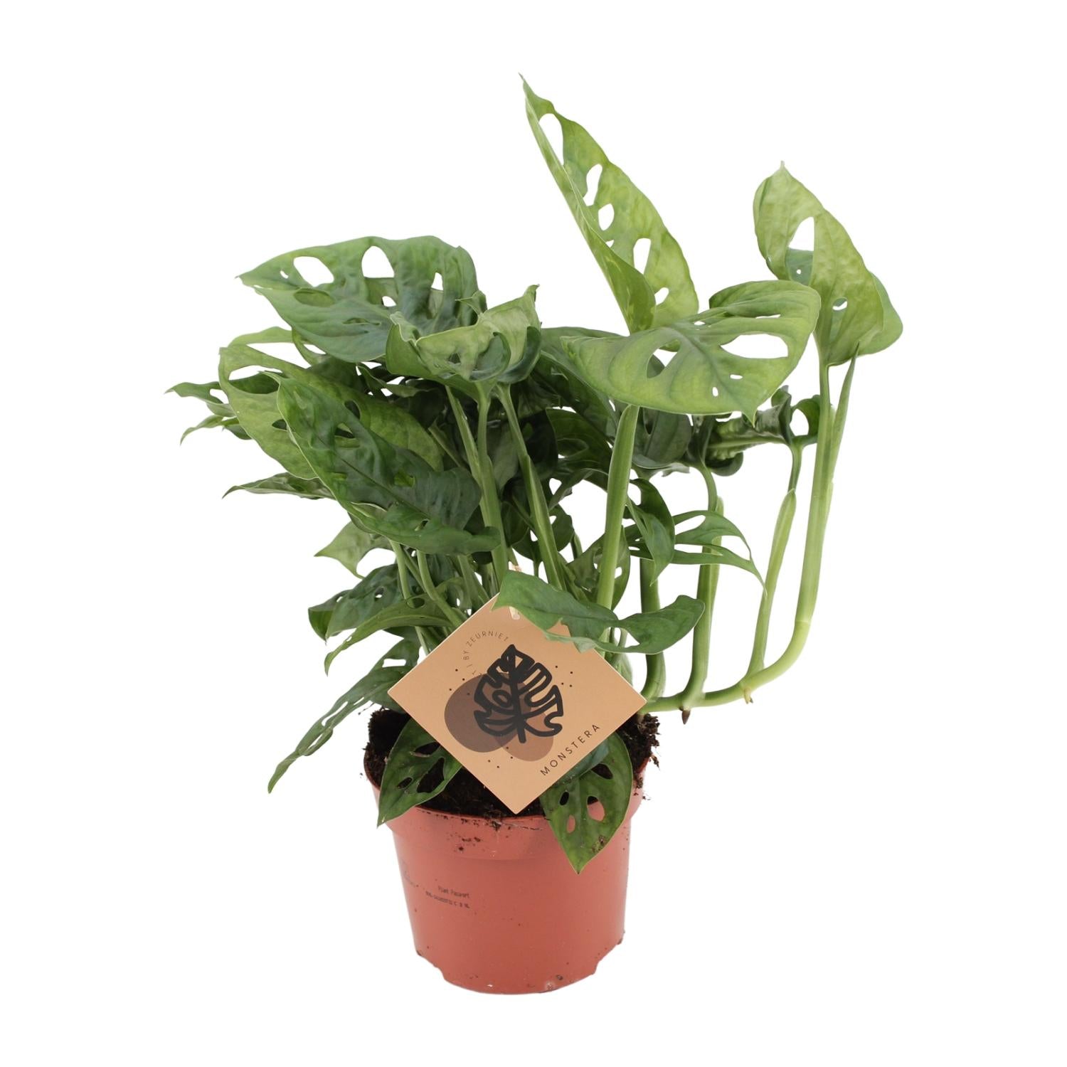 Monstera Monkey Leaf – Ø12 cm – ↕30 cm