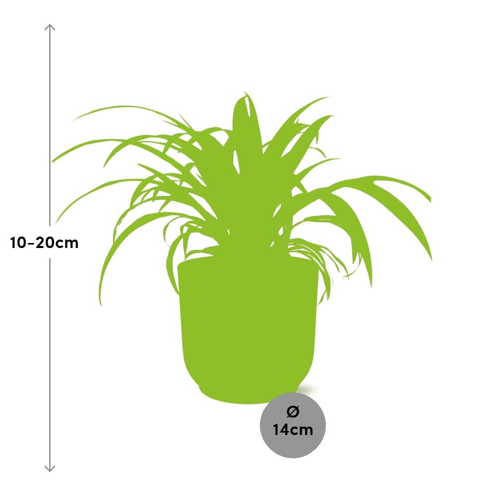 Chlorophytum Comosum Variegatum in ELHO Vibes Fold 14 cm yellow