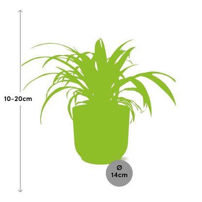 Chlorophytum Comosum Variegatum in ELHO Vibes Fold 14 cm yellow