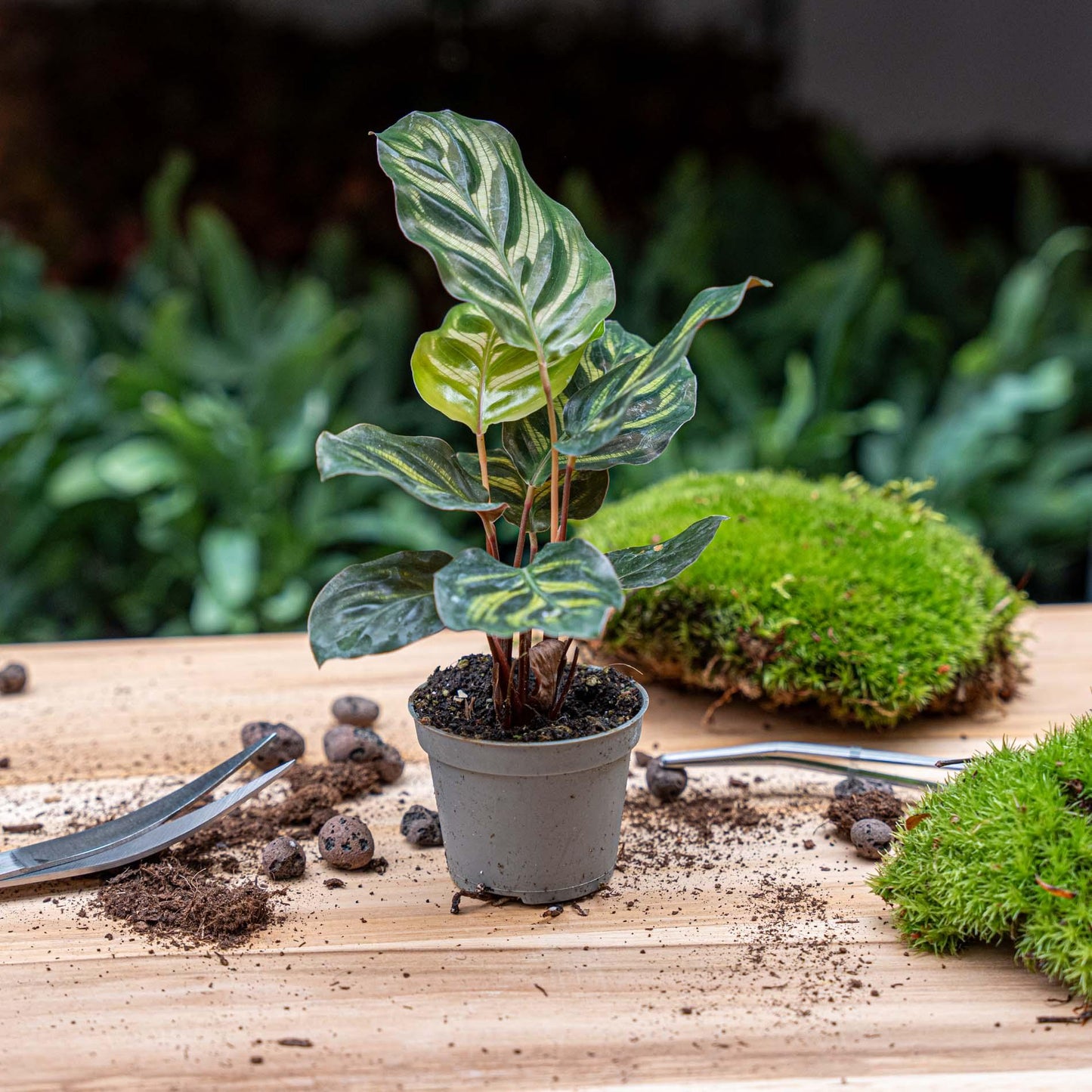 Calathea Makoyana – Peacock Plant – Terrarium Plant | The Peacock Feather Mini – Challenging Maintenance