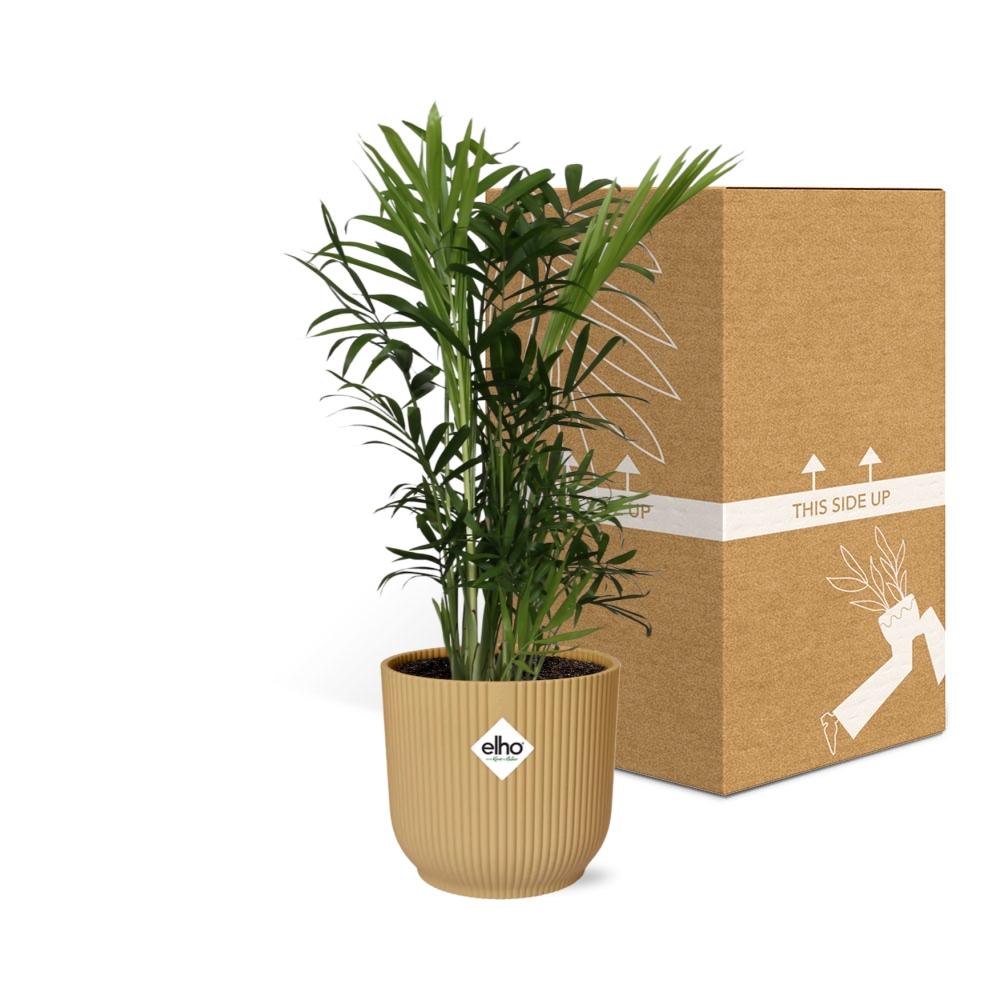 Chamaedorea elegans in ELHO Vibes Fold 14cm yellow | Mini palm, maxi vibes – Easy care