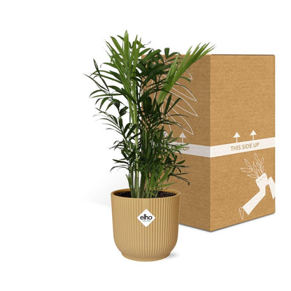 Chamaedorea elegans in ELHO Vibes Fold 14cm yellow | Mini palm, maxi vibes – Easy care