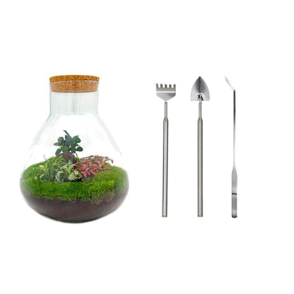 🌿🛠️ DIY Terrarium Sam XL – Bonsai – 35 cm – Including tools