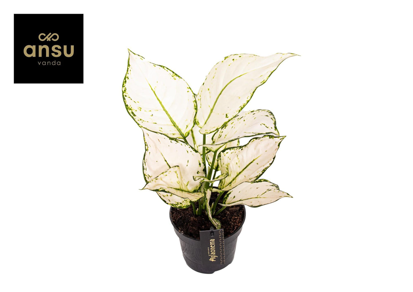 Aglaonema 'White Joy' – Ø12cm ↕35cm | Easy care
