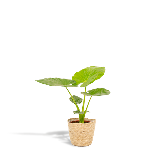 Alocasia Macrorrhiza (Elephant Ear) – Ø19cm ↕70cm + Basket Selin | Average maintenance