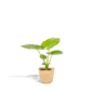 Alocasia Macrorrhiza (Elephant Ear) – Ø19cm ↕70cm + Basket Selin | Average maintenance