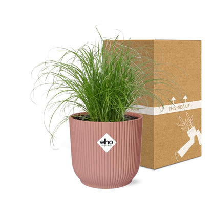 Cyperus Alternifolius Zumula in ELHO Vibes Fold 14 cm pink