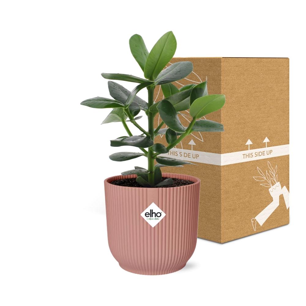 Clusia Princess in ELHO Vibes Fold 14 cm pink