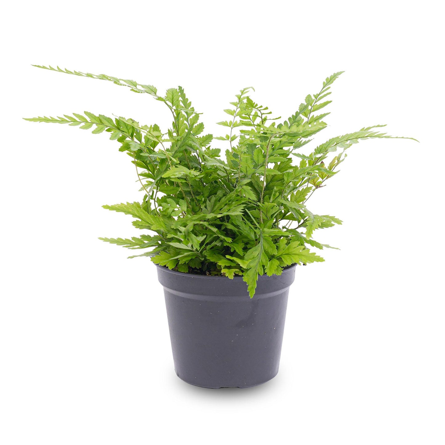 Fern – Athyrium spicatum – Terrarium plant – Pot size 6 | The forest breeze mini – Easy maintenance