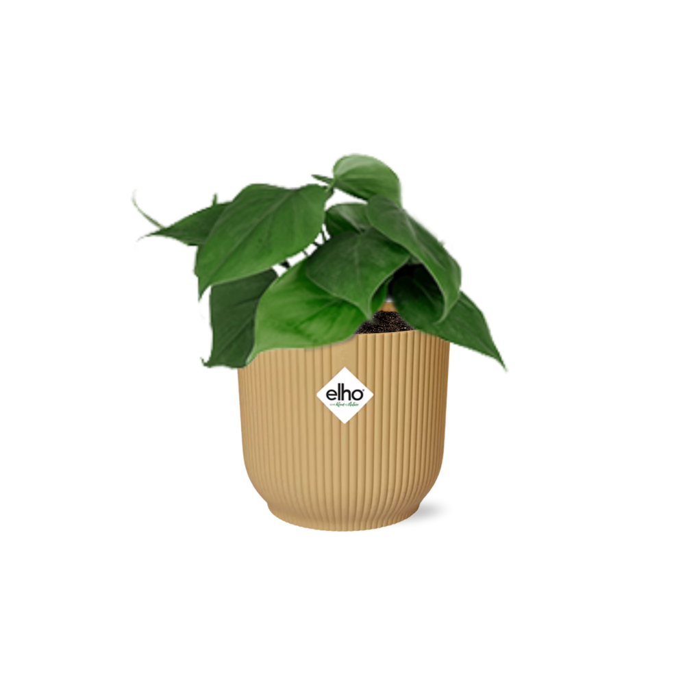 Epipremnum Pinnatum 'Golden Pothos' in ELHO Vibes Fold 14cm yellow | Golden glider – Easy care