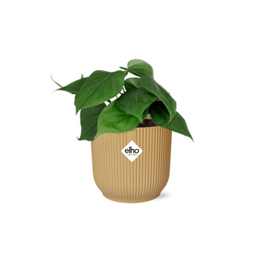 Epipremnum Pinnatum 'Golden Pothos' in ELHO Vibes Fold 14cm yellow | Golden glider – Easy care