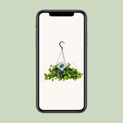 Dischidia Imbricata – Kidney plant Hanging plant Ø14 cm ↕40 cm