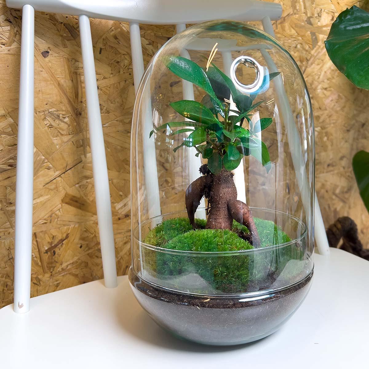 🌿 DIY Terrarium Egg XL – Bonsai – 30 cm