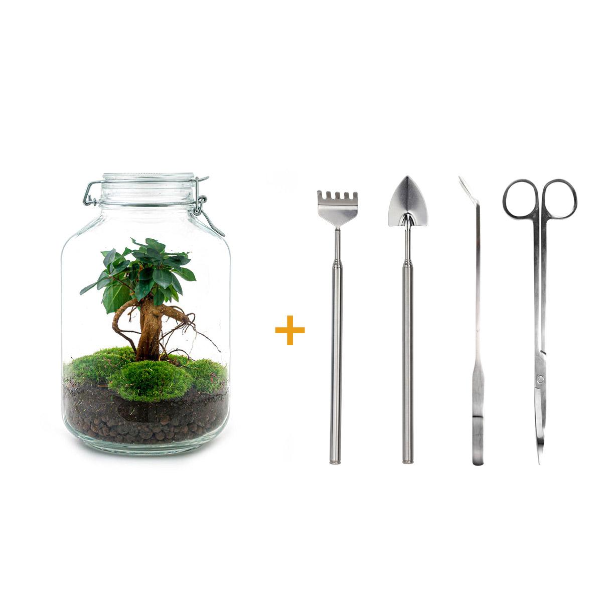 🌿🛠️ DIY Terrarium Jar – Ficus Ginseng Bonsai – 28 cm – Complete with rake, shovel, tweezers &amp; scissors
