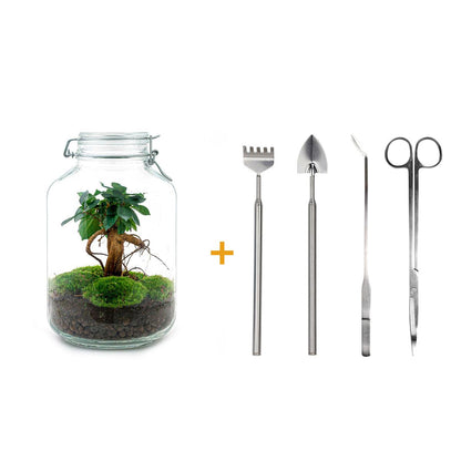 🌿🛠️ DIY Terrarium Jar – Ficus Ginseng Bonsai – 28 cm – Complete with rake, shovel, tweezers &amp; scissors