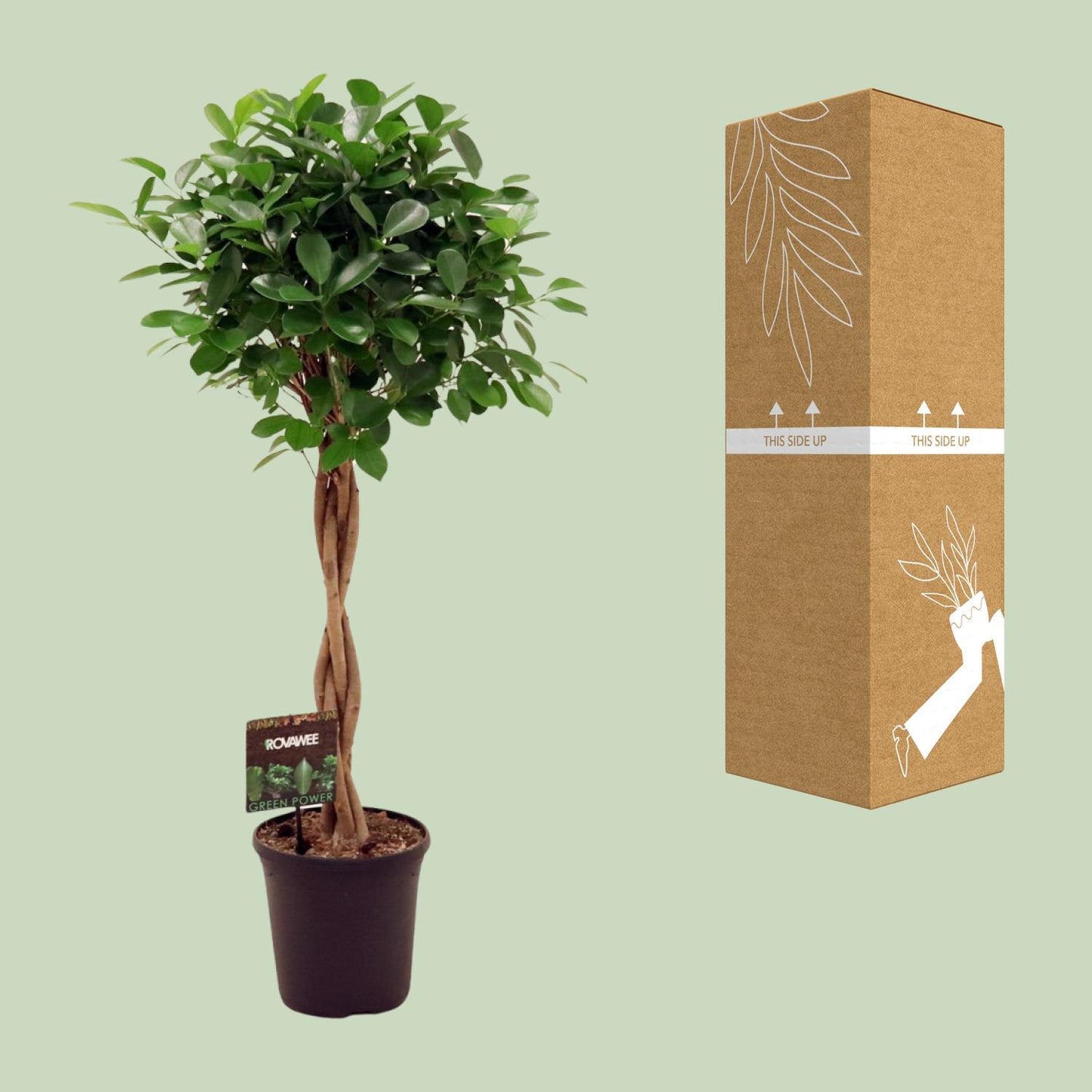 Ficus Moclame – Ø23cm ↕110cm | Average maintenance