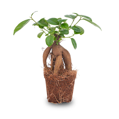 Ficus microcarpa Ginseng bonsai – Pot size 9 | The desk Zen master – Average maintenance