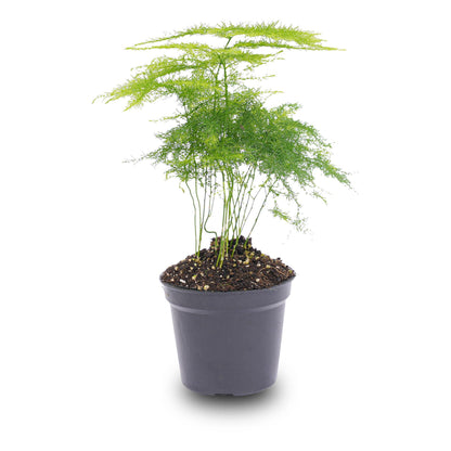 Asparagus setaceus 'Plumosus' – Asparagus ornamental – Terrarium plant | The cloud of green – Average maintenance