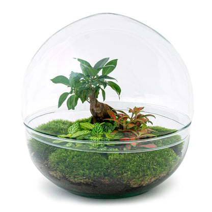 🌿🛠️ DIY Terrarium Dome XL – Ficus Ginseng Bonsai – 28 cm – Complete with rake, shovel, tweezers &amp; scissors