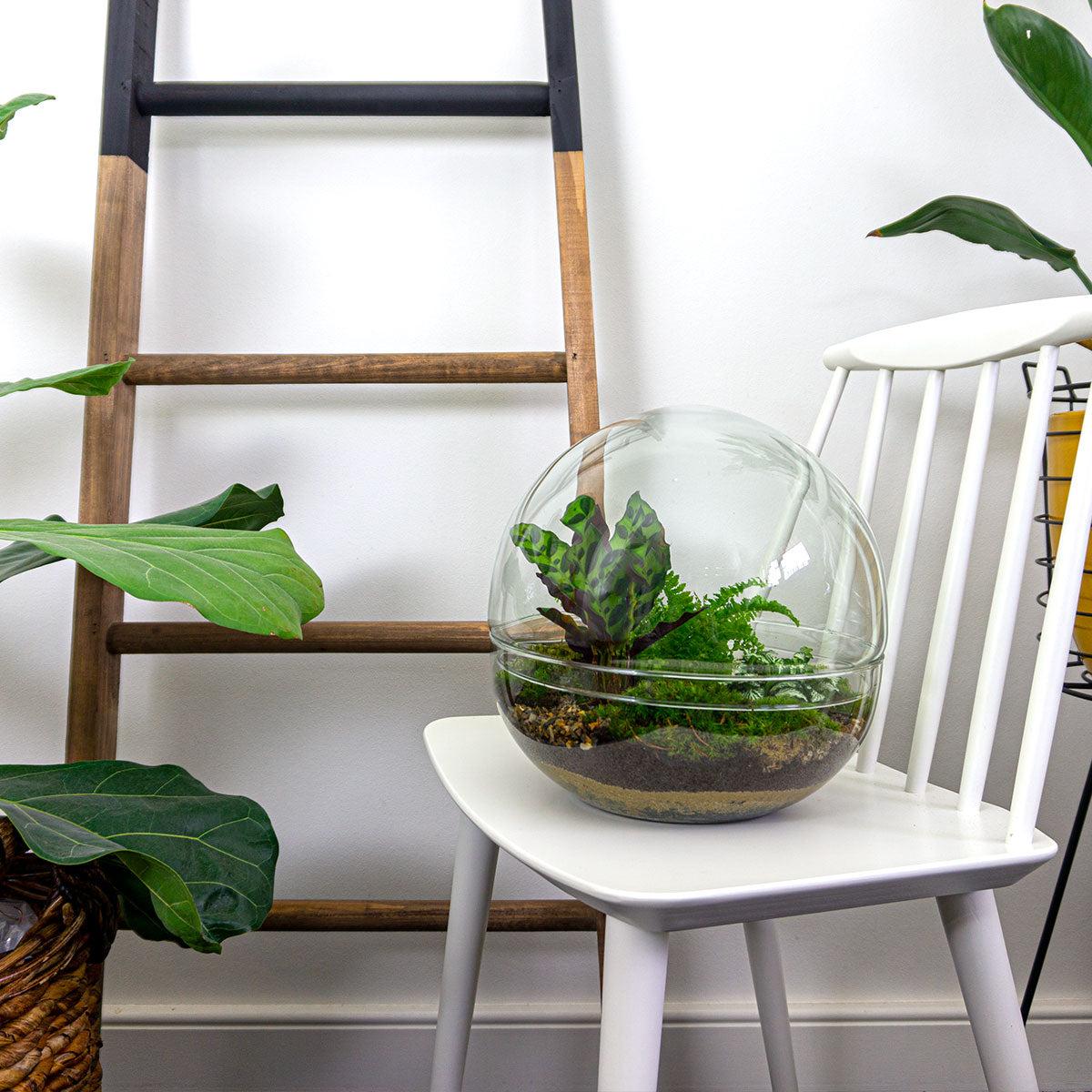 🌿🛠️ DIY Terrarium Dome XL – 30 cm – Includes rake, shovel &amp; tweezers