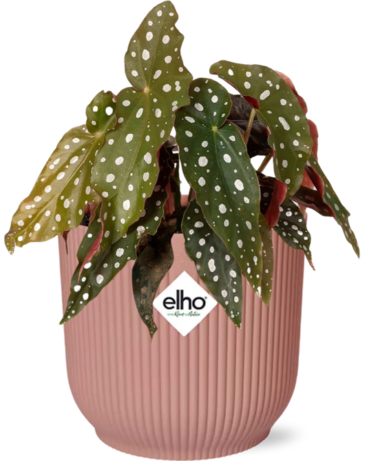 Begonia Maculata 'Wightii' + ELHO Vibes Fold Pink – Ø14cm ↕20cm | Average maintenance
