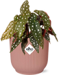 Begonia Maculata 'Wightii' + ELHO Vibes Fold Pink – Ø14cm ↕20cm | Average maintenance