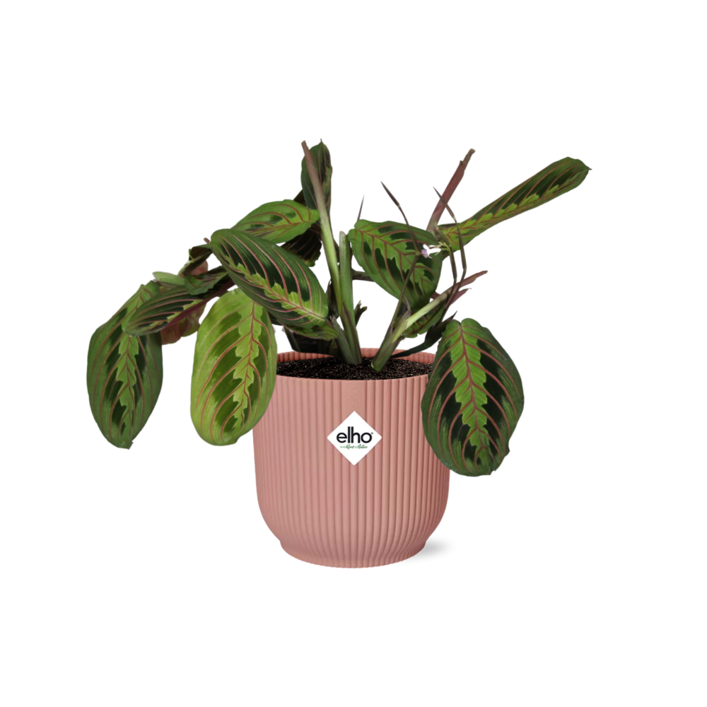 Maranta Leuconeura ‘Fascinator’ Tricolor in ELHO Vibes Fold 14 cm roze
