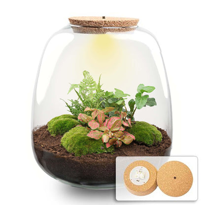 🌿💡 DIY Terrarium Emma – Hedera Red + LED – 25×23 cm