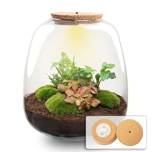 🌿💡 DIY Terrarium Emma – Hedera Red + LED – 25×23 cm