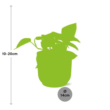 Epipremnum Pinnatum 'Golden Pothos' in ELHO Vibes Fold 14 cm pink