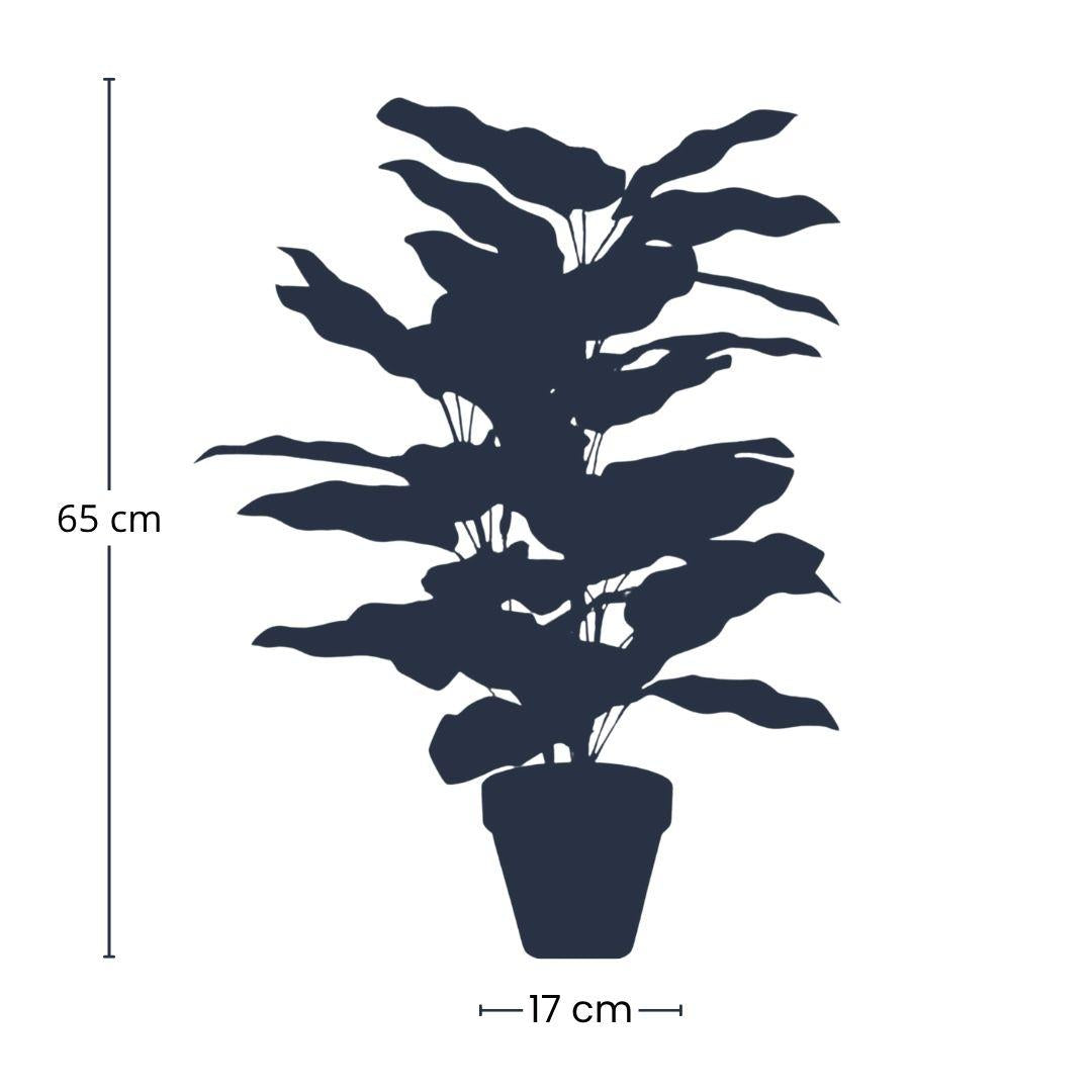 🪴 Calathea in pot – 65 cm – Artificial plant