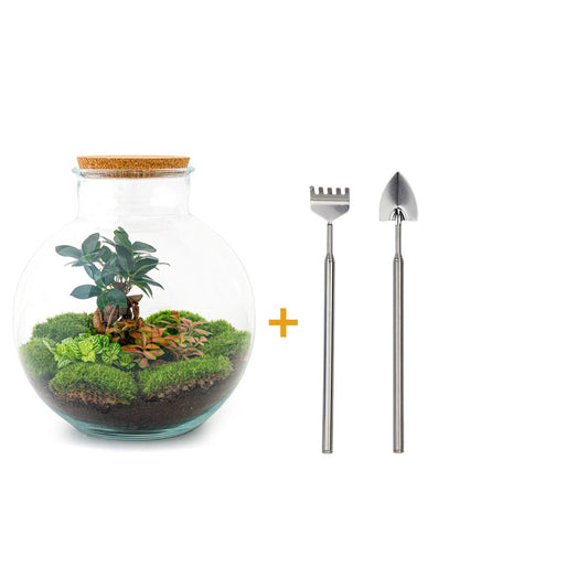 🌿🛠️ DIY Terrarium Bolder Bob – Bonsai – 30 cm – Inclusief harkje & schepje