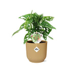 Monstera 'Monkey Leaf' in ELHO Vibes Fold 14 cm yellow