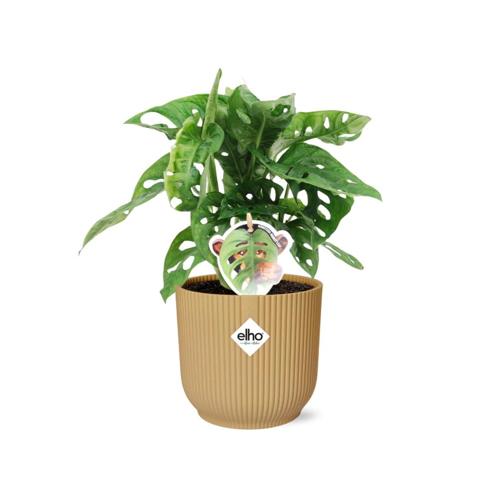 Monstera 'Monkey Leaf' in ELHO Vibes Fold 14 cm yellow