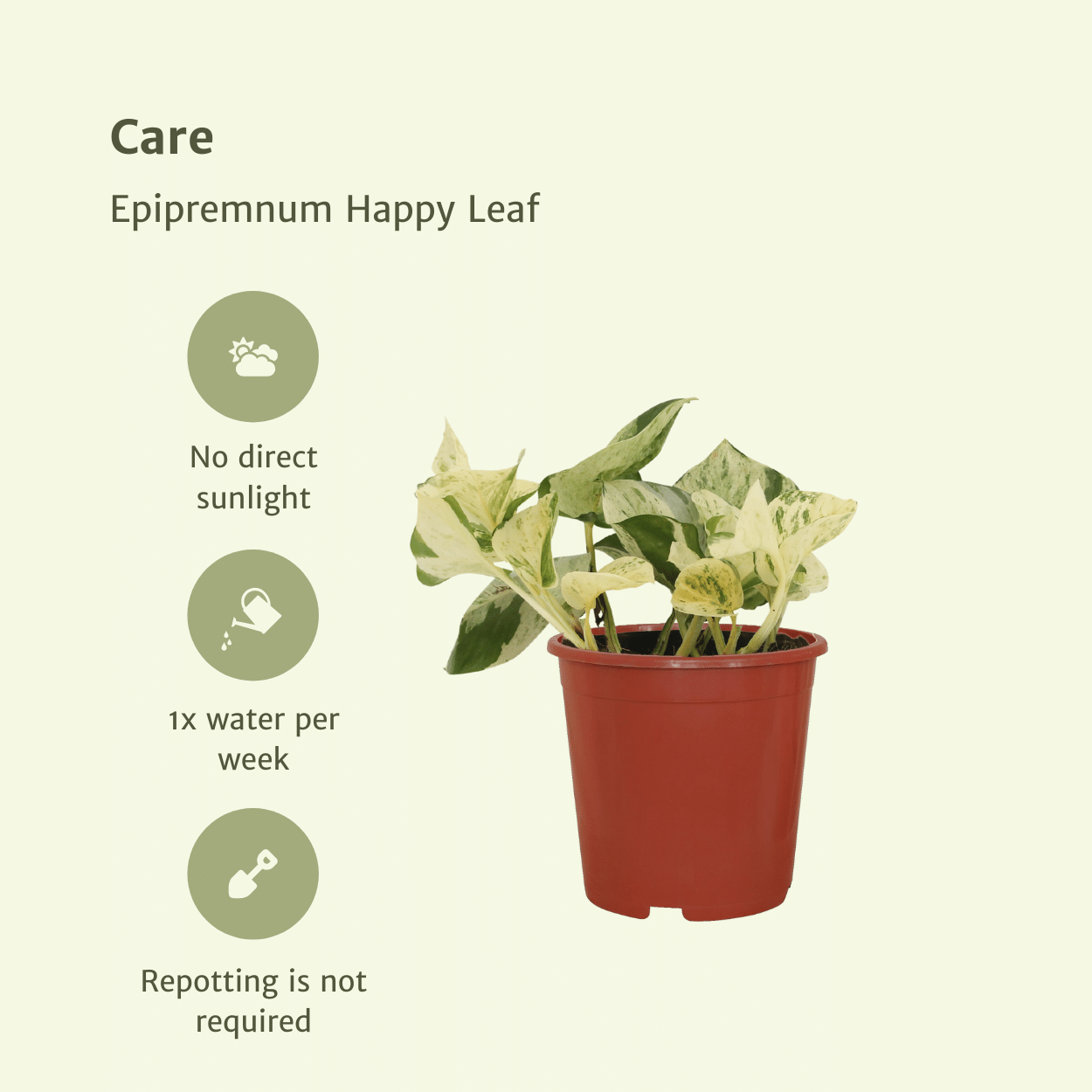 Epipremnum Happy Leaf – 4x Ø12cm ↕15cm | Easy maintenance
