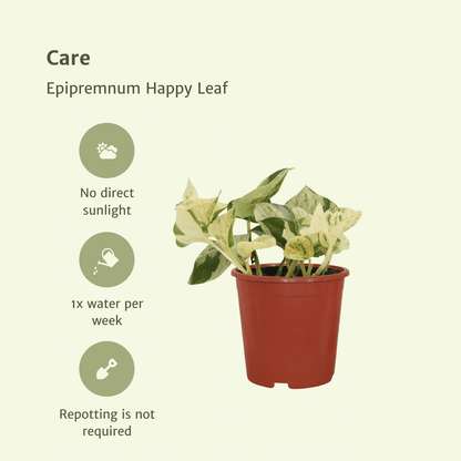 Epipremnum Happy Leaf – 4x Ø12cm ↕15cm | Easy maintenance