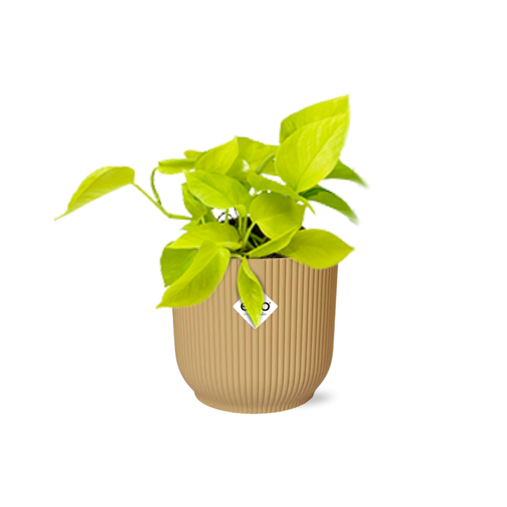Polyscias Balfouriana – Ø17cm ↕50cm | Round leaves, great charisma – Average maintenance
