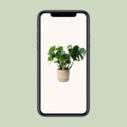 Monstera in Basket Palmleaf – Ø21cm ↕60cm | Average maintenance