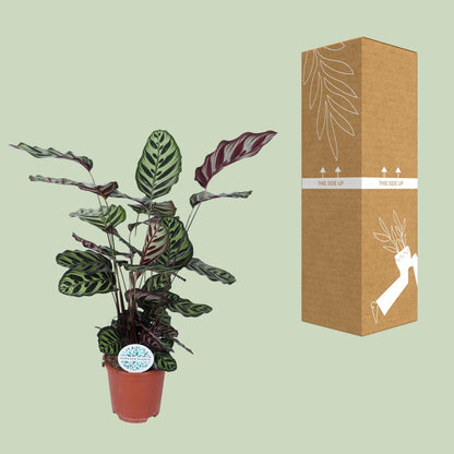 Calathea Makoyana – Ø21cm ↕70cm | Average maintenance