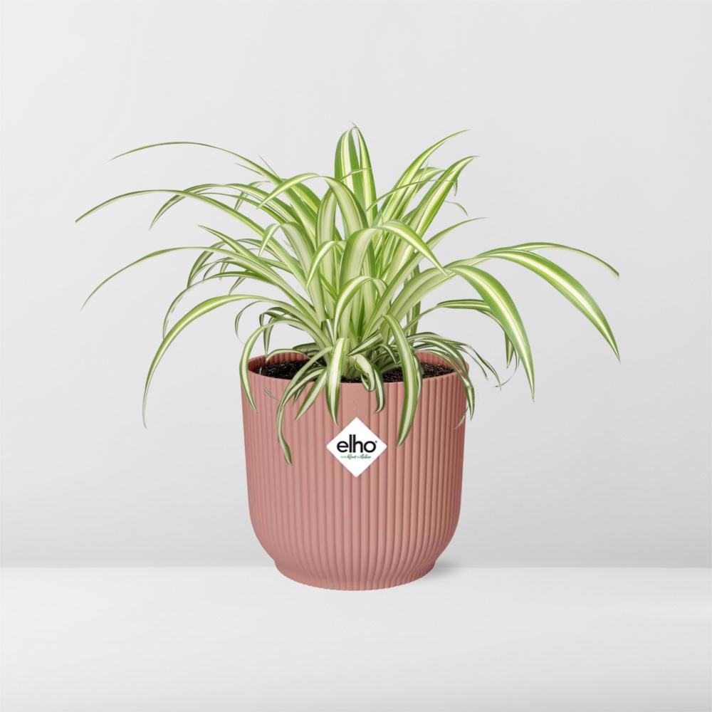 Chlorophytum comosum 'Variegatum' in ELHO Vibes Fold 14cm pink | Swinging shoots – Easy care