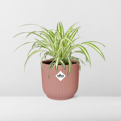 Chlorophytum comosum 'Variegatum' in ELHO Vibes Fold 14cm pink | Swinging shoots – Easy care