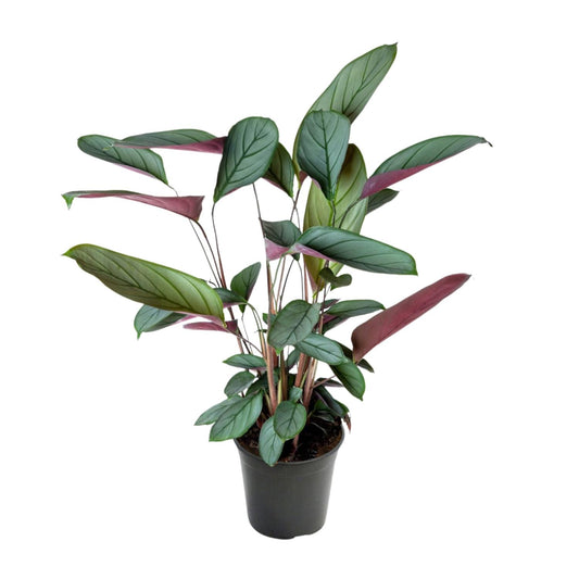 Ctenanthe Setosa – Ø17cm ↕60cm | Jungle Artist – Average maintenance