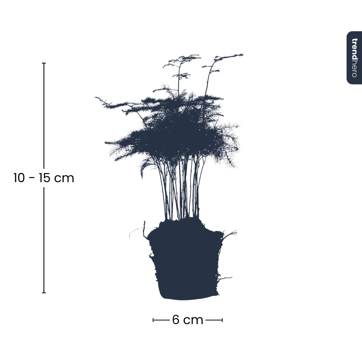 Asparagus setaceus 'Plumosus' – Asparagus ornamental – Terrarium plant | The cloud of green – Average maintenance