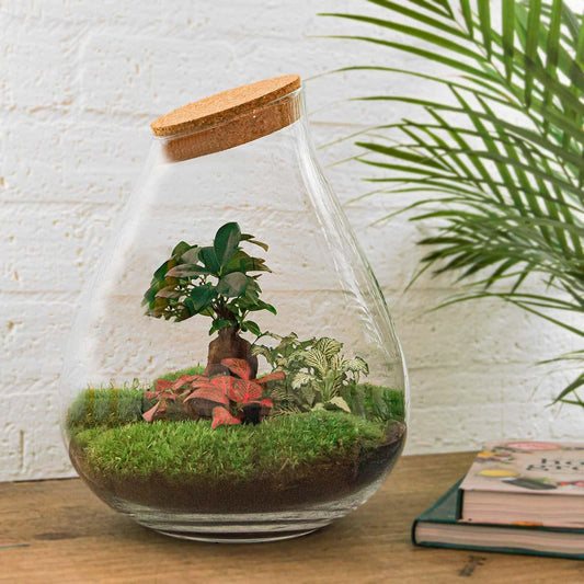 🌿🛠️ DIY Terrarium Drop XL – Bonsai – 37 cm – Including rake &amp; shovel