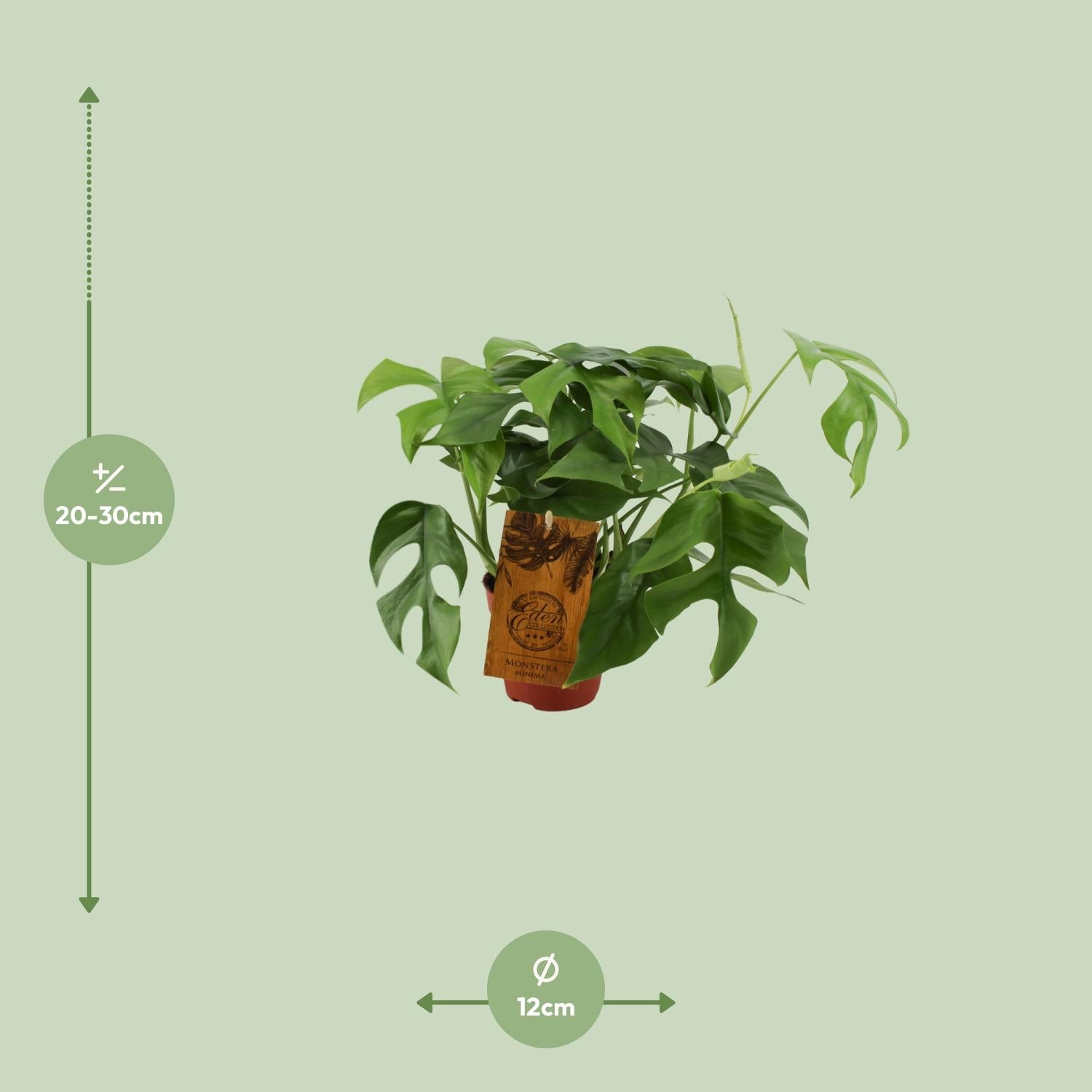 Monstera Minima – Ø12cm ↕30cm | The mini jungler – Easy maintenance