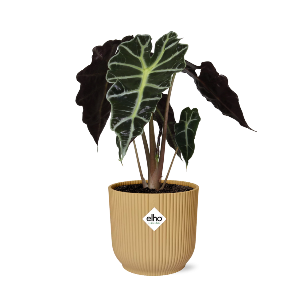 Alocasia 'Polly' in ELHO Vibes Fold 14 cm yellow